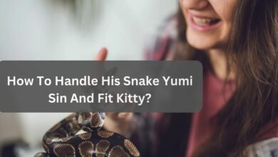 How To Handle His Snake Yumi Sin And Fit Kitty? The Pet Guide!