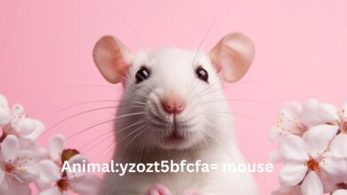 Animalyzozt5bfcfa= mouse