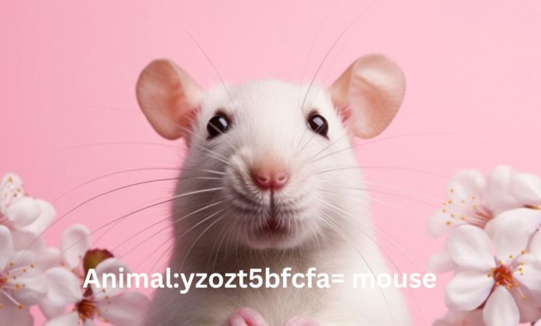 Animalyzozt5bfcfa= mouse