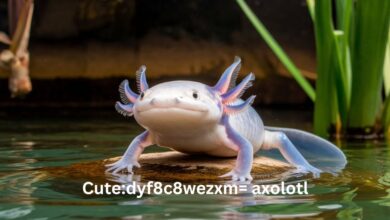 Cutedyf8c8wezxm= axolotl