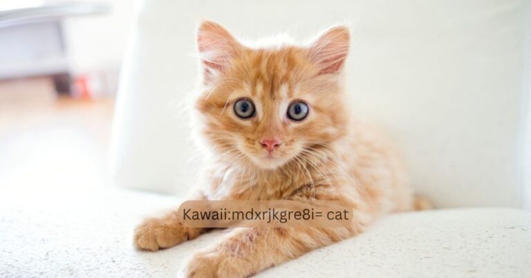 Kawaiimdxrjkgre8i= cat