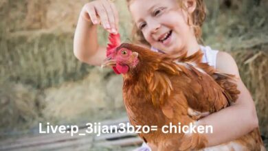 Live:p_3ijan3bzo= chicken