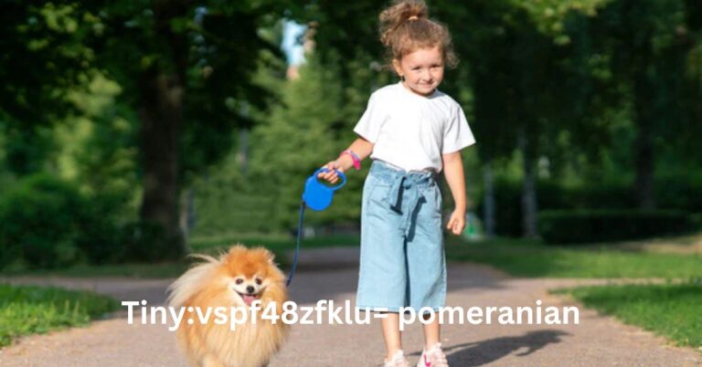 Tinyvspf48zfklu= pomeranian