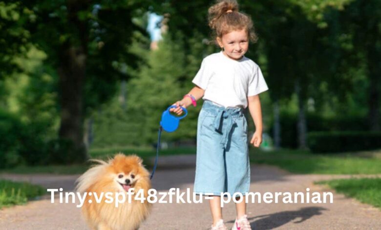 Tinyvspf48zfklu= pomeranian